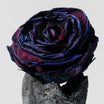 Acqua profumata corpo – Rosa Nera & Oud