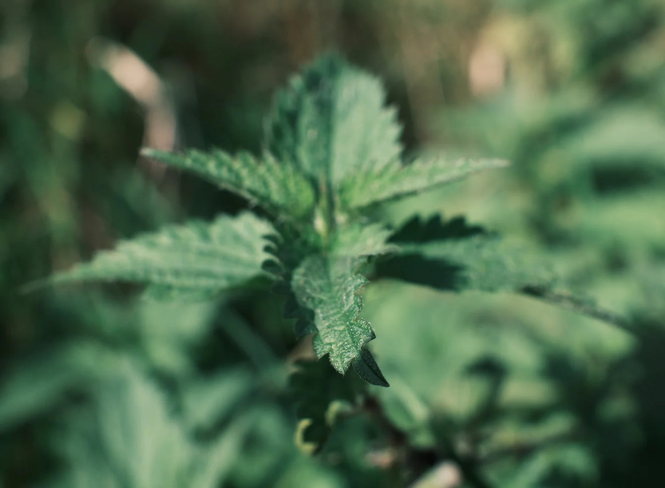 Pelegrims Rich Repair Hair Shampoo